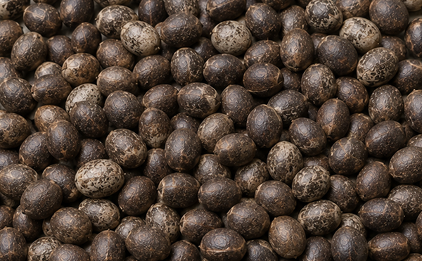 Camellia Seed Oil