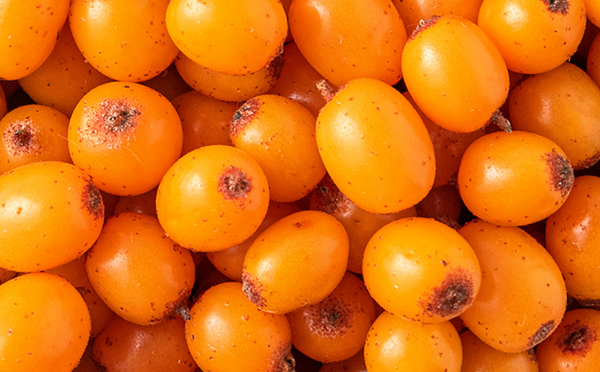 Hippophae Rhamnoides (Sea Buckthorn) Oil