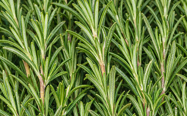 Rosemary Oil